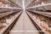 鸡产品加工公司有哪些-大量的病死鸡加工做狐狸饲料，违法吗?违反什么法律?有什么后果？